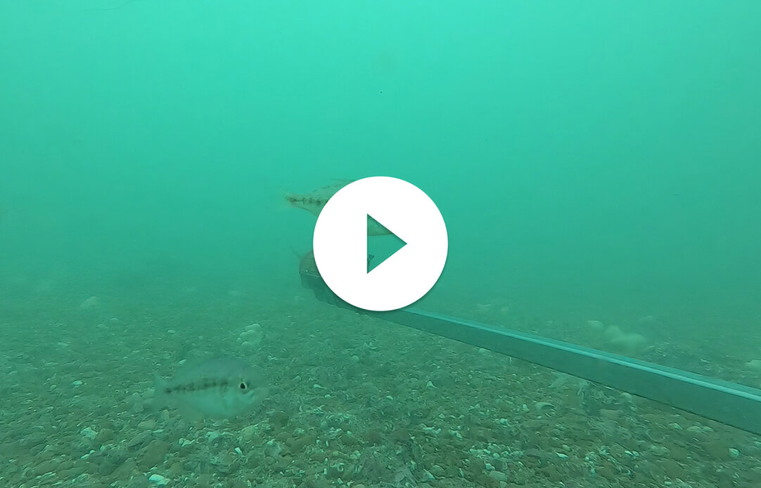 Kelp